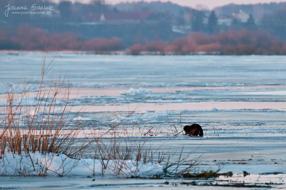 112_Biebrza - marzec 2013.jpg